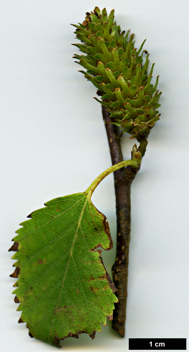 High resolution image: Family: Betulaceae - Genus: Betula - Taxon: ermanii - SpeciesSub: var. ermanii